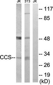 CCS antibody