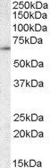 Goat anti-CCT3 / TCP1 Antibody