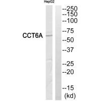 CCT6A Antibody