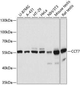 CCT7 antibody
