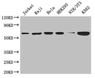 CCT8 Antibody