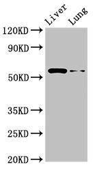 CCZ1 antibody