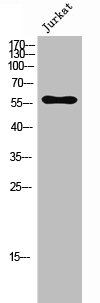 CCZ1 antibody