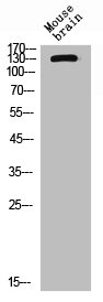 CD101 antibody