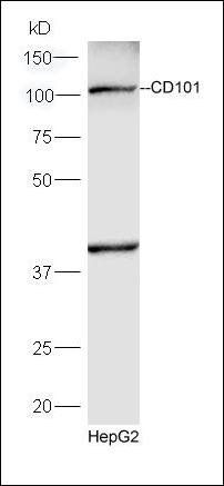 CD101 antibody