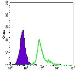 CD105 Antibody