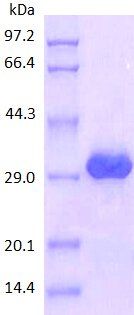 CD105 protein