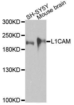 CD106 antibody