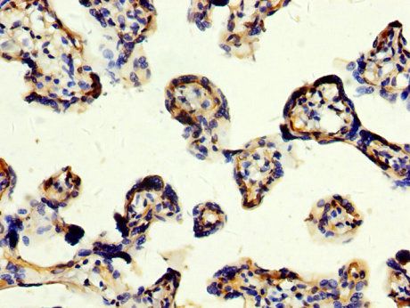 CD109 Antibody