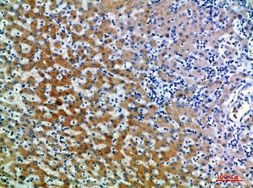 CD109 Antibody