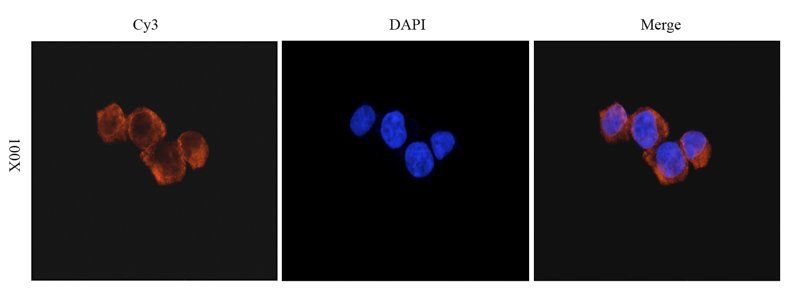 c-Kit antibody