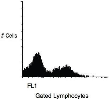 CD11b antibody