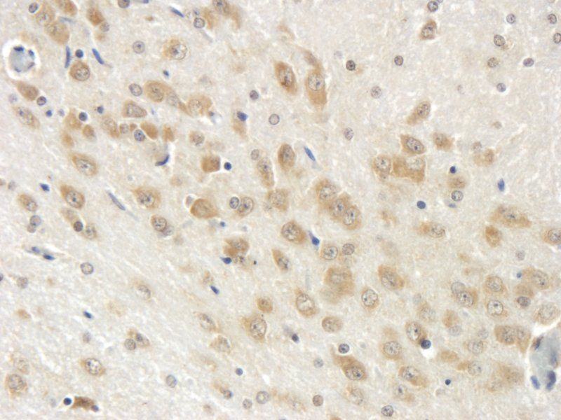 CD11b antibody