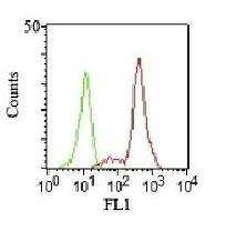 CD11c (Dendritic Cell Marker) Antibody