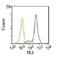 CD11c antibody