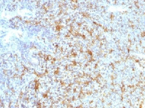 ITGAX Antibody