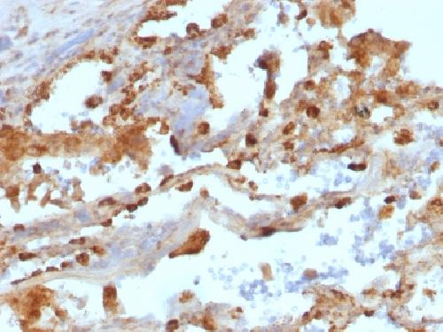 ITGAX Antibody