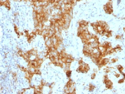 CD11c (Dendritic Cell Marker) Antibody