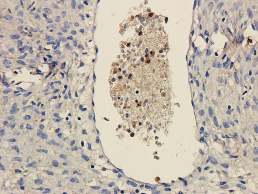 CD11c Rabbit Polyclonal Antibody