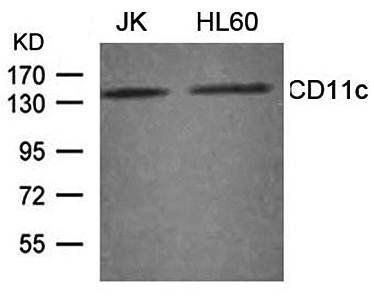 CD11c Antibody