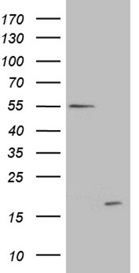 CD13 (ANPEP) antibody