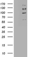 CD130 (IL6ST) antibody