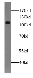 CD133-1,2,3,5,7 antibody