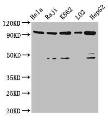 PROM1 Antibody