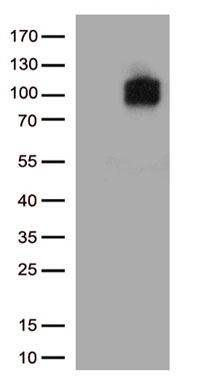 CD133 (PROM1) antibody