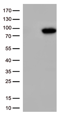 CD133 (PROM1) antibody