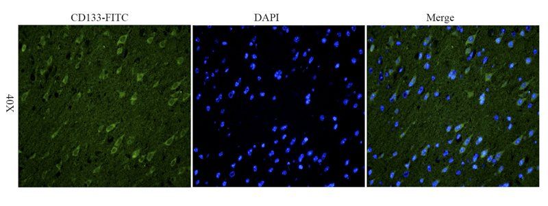 CD133 antibody (FITC)