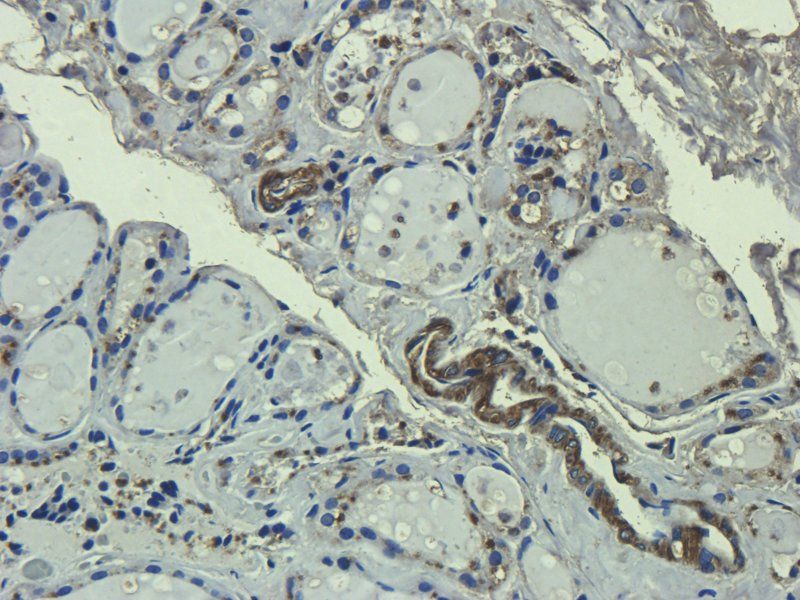 CD133 Mouse Monoclonal Antibody