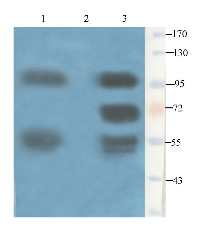 CD133 Mouse Monoclonal Antibody