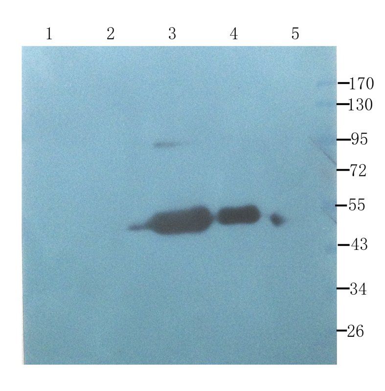 CD133E1 antibody