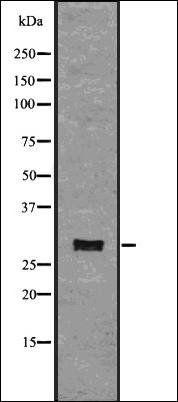 CD134 antibody