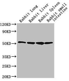CD14 Monoclonal Antibody