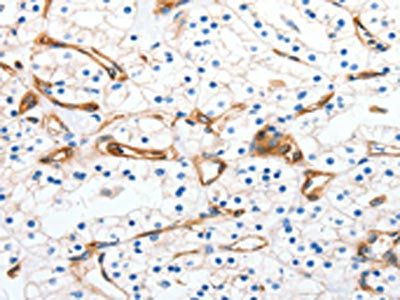MCAM Antibody
