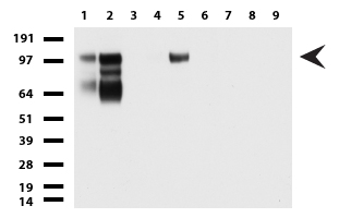 CD146 (MCAM) antibody