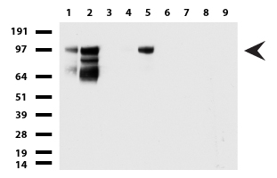 CD146 (MCAM) antibody