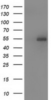 CD147 (BSG) antibody