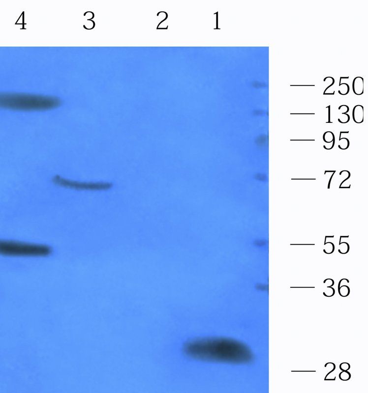 CD14 antibody