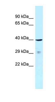 CD150 antibody
