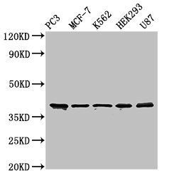 SLAMF1 Antibody