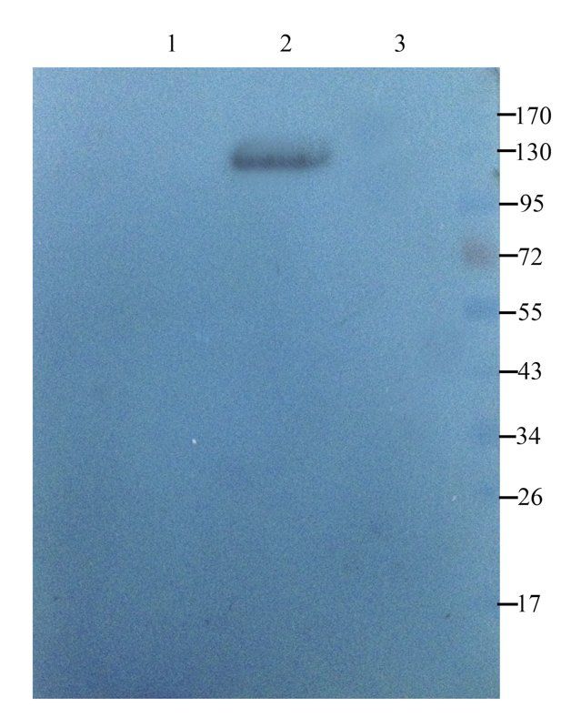 CD150 Rabbit Polyclonal Antibody