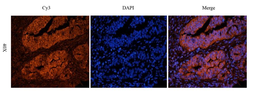 CD151 antibody