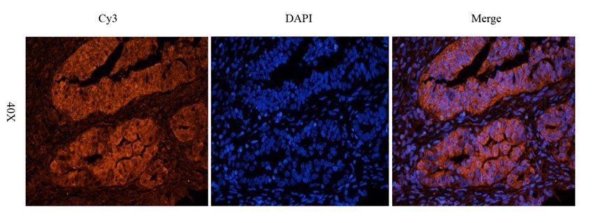 CD151 antibody