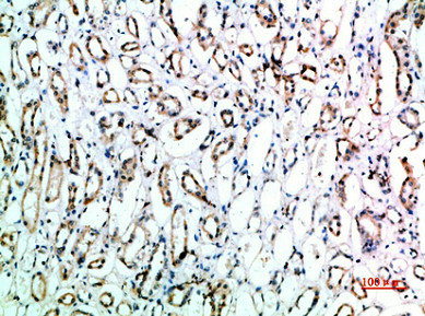 CD151 antibody