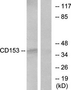 CD153 antibody