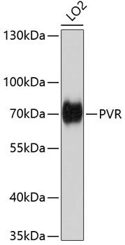 CD155 antibody