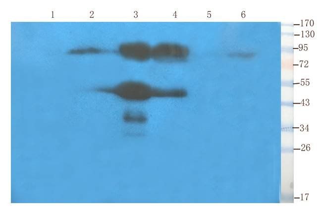 CD155 antibody